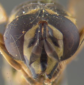 Media type: image;   Entomology 435 Aspect: head frontal view